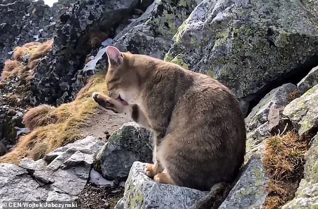 Кота-скалолаза обнаружили на высочайшей вершине Польши