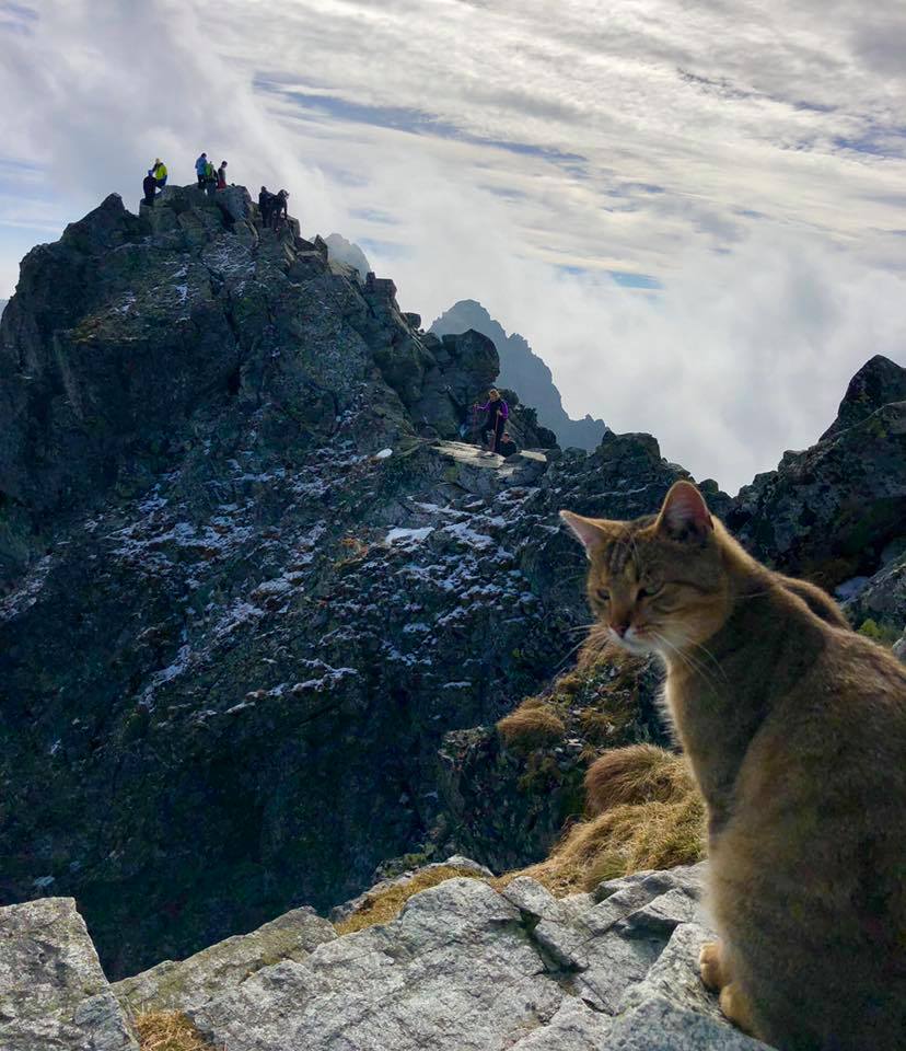 Кота-скалолаза обнаружили на высочайшей вершине Польши