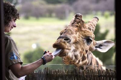 По соседству с животными: необычный отель открылся в Австралии. Фото