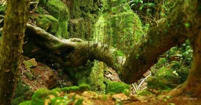 Лес, вдохновивший Толкиена на создание Средиземья. Фото