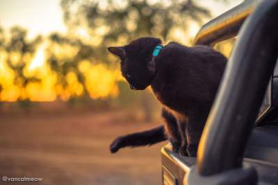 Австралиец продал дом и поехал путешествовать вместе с кошкой. Фото