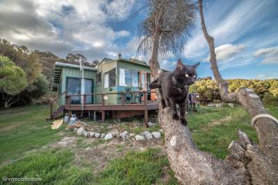 Австралиец продал дом и поехал путешествовать вместе с кошкой. Фото