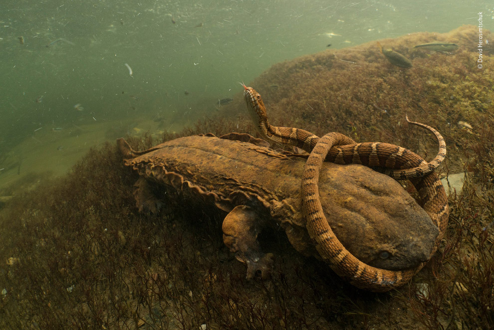 Лучшие фотографии дикой природы Wildlife Photographer of the Year 2018