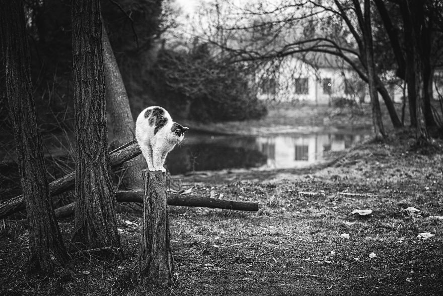 Монорельсовые кошки на снимках от Сабрины Боем