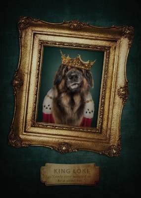 Портреты собак и котов в человеческих образах. Фото