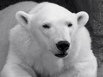 В зоопарке на Аляске проведут выборы президента