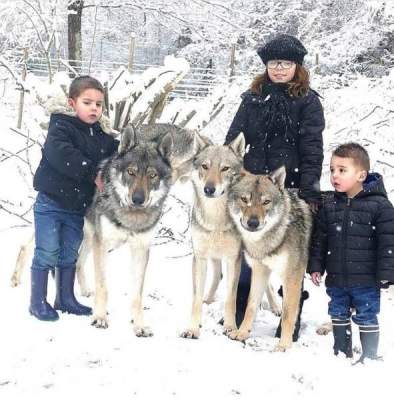 Чудо природы: волкодавы в величественных снимках. Фото