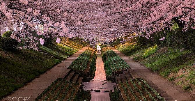 Умора: японский сад потерял сотни тысяч из-за стеснительного билетера