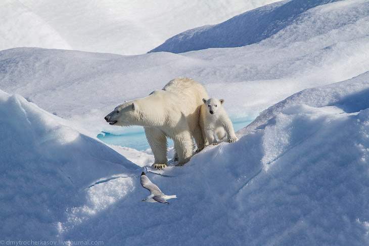 Фотограф снял семью белых медведей в естественной среде.ФОТО