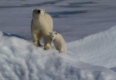 Семья белых медведей в естественной среде обитания. Фото