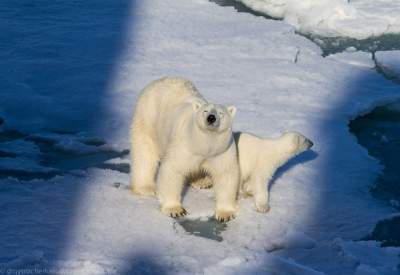 Семья белых медведей в естественной среде обитания. Фото
