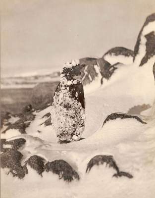Редкие исторические кадры первой австралийской антарктической экспедиции. Фото