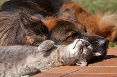 Прикольные примеры дружбы из мира животных