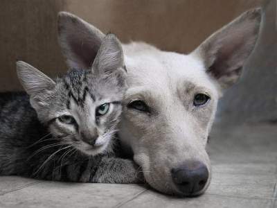 Прикольные примеры дружбы из мира животных