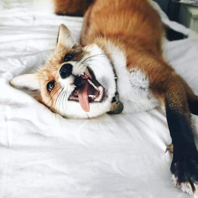 Домашняя лисица покорила Instagram