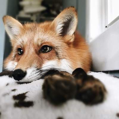 Домашняя лисица покорила Instagram