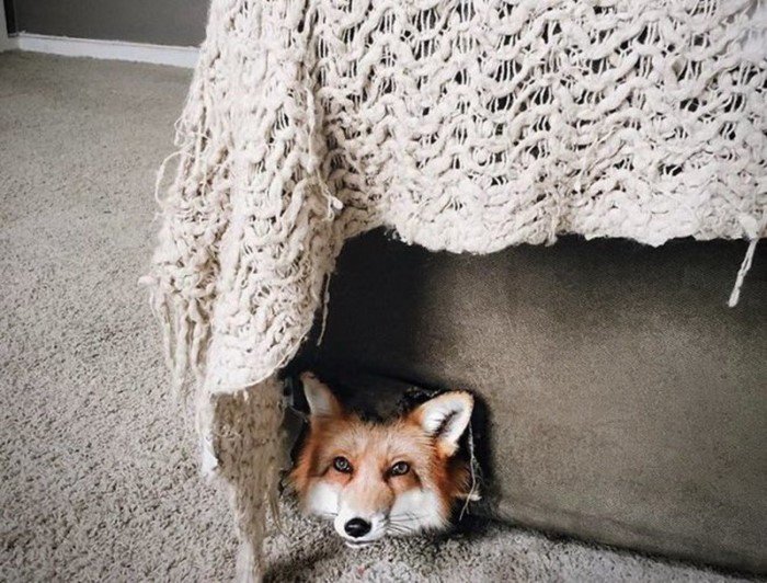 Самая популярная лиса в Instagram по кличке Джунипер