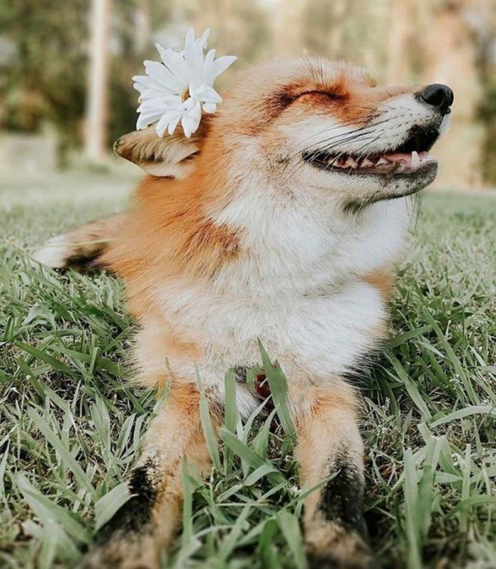 Самая популярная лиса в Instagram по кличке Джунипер