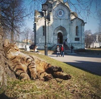 Только позитив: веселые фотки животных, способные подарить улыбку