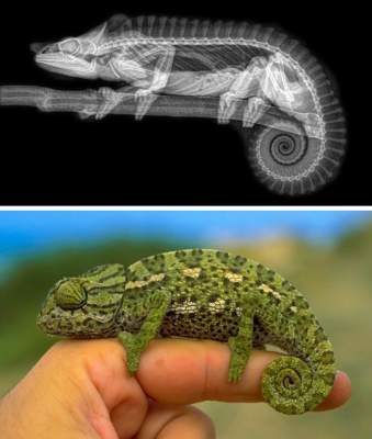 Как выглядят разные виды животных на рентгеновских снимках. Фото