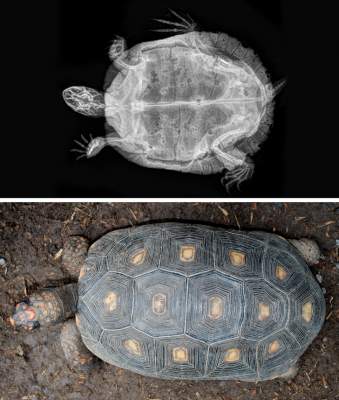 Как выглядят разные виды животных на рентгеновских снимках. Фото