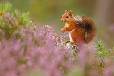 Британский фотоконкурс дикой природы назвал лучшие снимки. Фото