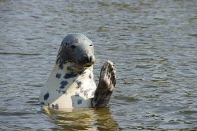 В Шотландии стая тюленей устроила рыбаку «ловушку»