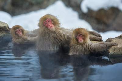 Виртуальная прогулка по японскому парку обезьян. Фото