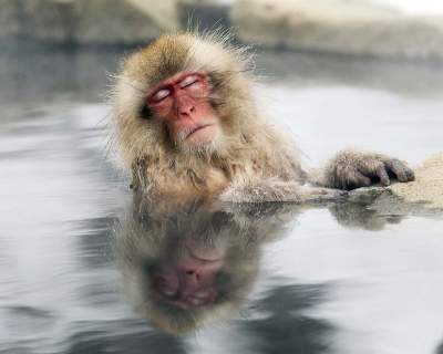 Виртуальная прогулка по японскому парку обезьян. Фото