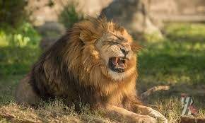 Сюрприз: в России нашли льва в выставленном на продажу доме 