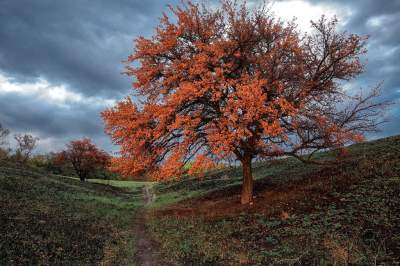 Природа Хортицы в ярких пейзажах. Фото