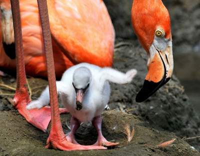 Забавные фотки детенышей животных с мамами