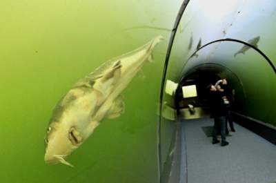 Уникальный туннель, построенный под озером в Чехии. Фото 