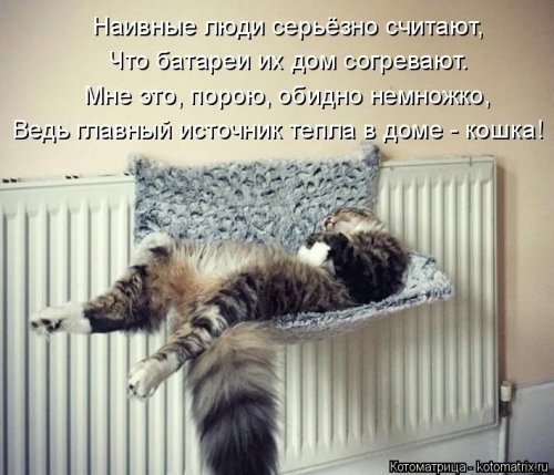 Котоматрицы недели. ФОТО