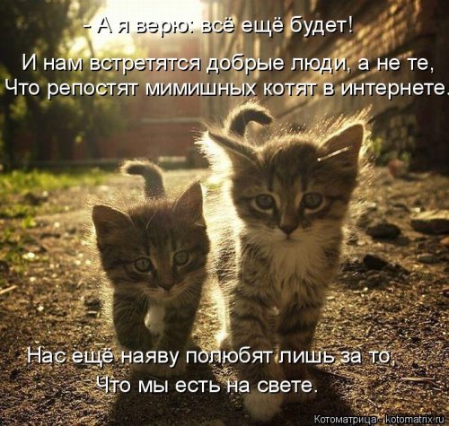 Котоматрицы недели. ФОТО