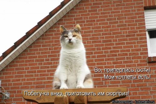 Котоматрицы недели. ФОТО