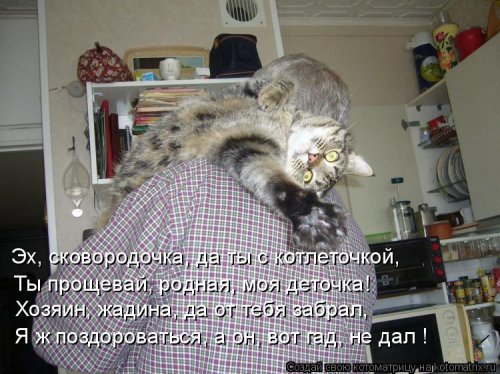 Котоматрицы недели. ФОТО