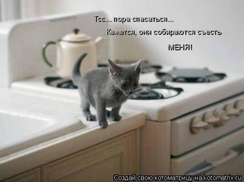 Котоматрицы недели. ФОТО