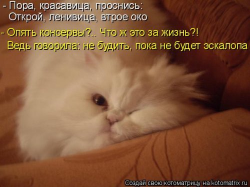 Котоматрицы недели. ФОТО