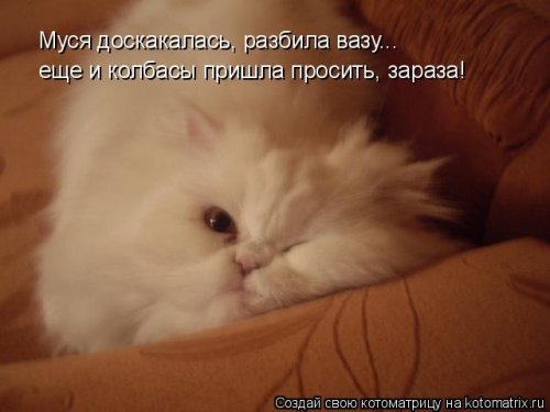 Котоматрицы недели. ФОТО