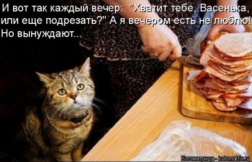 Котоматрицы недели. ФОТО