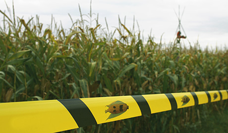 Ученые доказали смертельную опасность продуктов с ГМО