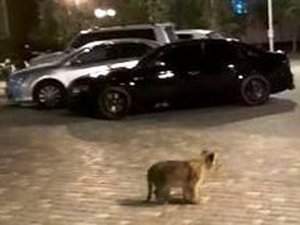 Одесских водителей изрядно удивил львенок, разгуливающий по паркингу
