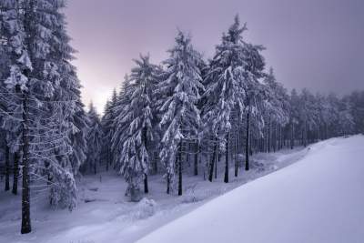 Заснеженные леса Европы в снимках немецкого фотографа. Фото 