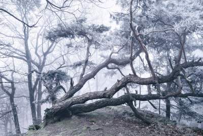 Заснеженные леса Европы в снимках немецкого фотографа. Фото 