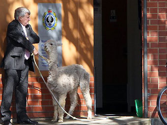 Австралиец сходил со своей альпакой в полицейский участок
