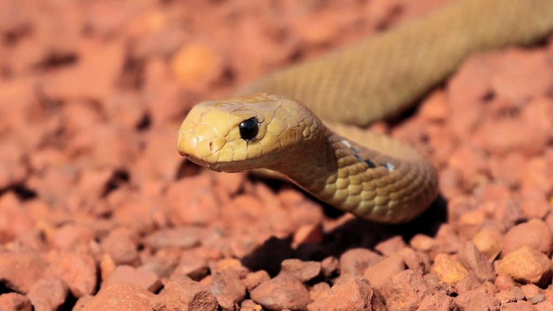 10 самых опасных змей, с которыми лучше не встречаться