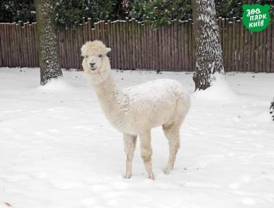 Как встретили первый снег обитатели Киевского зоопарка. Фото