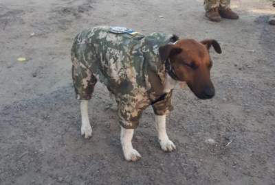 Сеть покорила собака в военной форме 72-й ОМБр