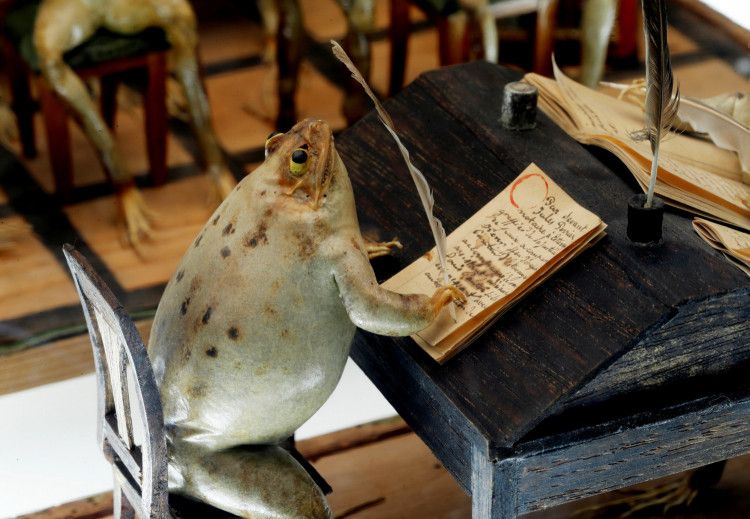 Музей, в котором 108 чучел лягушек изображают сценки из жизни